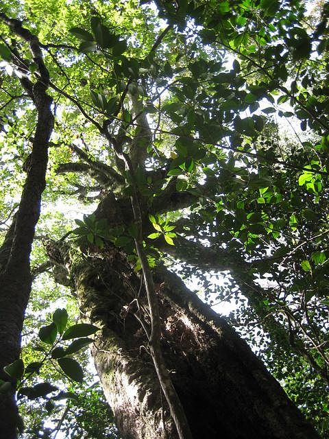 梼原　アカガシ　樹齢五百年の大木の森