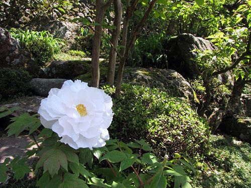 この空き家が蘇り、商店街に咲く一輪の花になってほしいもの