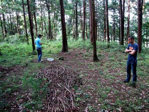 ふむふむ。周りの木々を六本木のビル群だとして、こいつのデカイのをヒルズに設置…！？