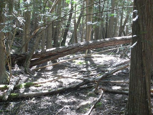 里山と違う森のあり方