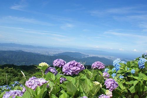 アジサイと爽やかな風、暑さを忘れます。