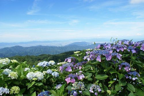 山の斜面を彩るアジサイの群生。じつに見事です。