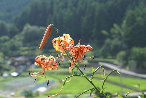 最後は涼しげな風景にします。