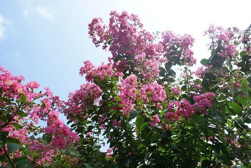 夏空に似合う百日紅。