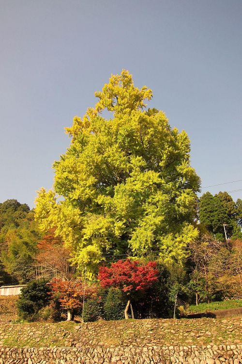 日当たりの関係でしょうか？上部や南側から黄葉が進んでいます。（2010年11月20日09：38撮影）