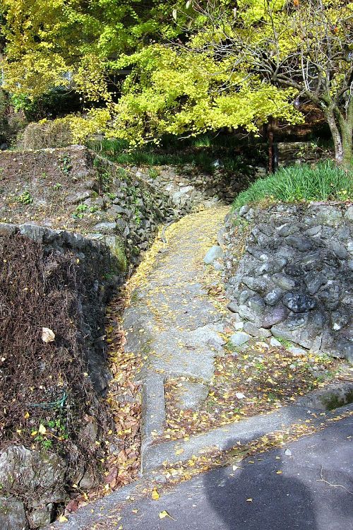 落ち葉もまだまだ疎らですが、日一日と小道を覆っていきます。（2010年11月25日08：46撮影）