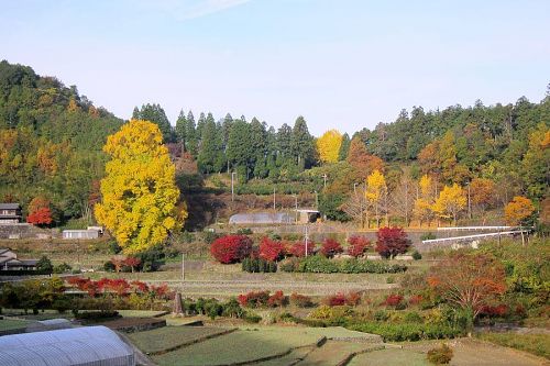 日を追うごとに色濃く染まっていきます。（2010年11月25日08：42撮影）