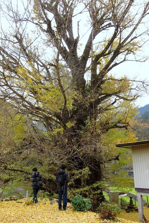 今年最後の黄葉を神山にラボオフィスを置いている三三の皆さんと楽しみました。（2010年12月2日12：49撮影）