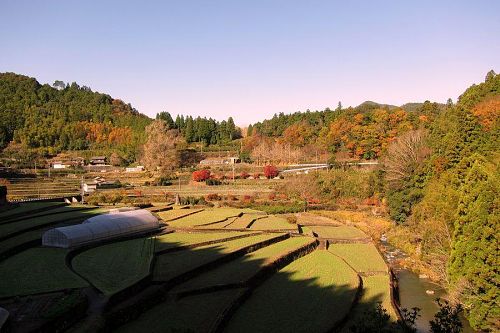 いちょうの黄葉が終わった大久保の里全景。（2010年12月３日09：55撮影）