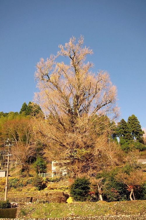 色の染まり方葉の散り方も、年によって違います。今年は色も濃く、長く楽しめました。（2010年12月３日09：51撮影）