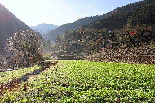 大久保の里。次の主役は３月の菜の花。天候に恵まれ、青々と順調に育っています。（2010年12月３日09：52撮影）