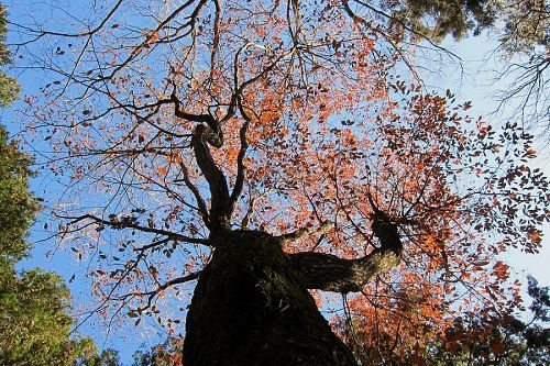 大粟山頂上森づくり広場にそびえるコナラ。こんな大木も元を辿れば小さな一個のドングリだったはず。ガンバリましょう！（2011年１月１日10:42JST）