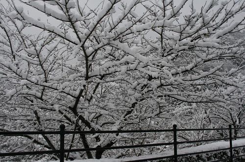 見よ！この降り積もる雪。豪雪と呼んでもいいでしょうか？