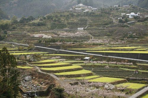 これが、日本でいちばん美しい風景といわしめた江田の棚田。