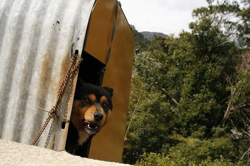 番犬どころか、人におびえて小屋に戻ってしまったワンコ。