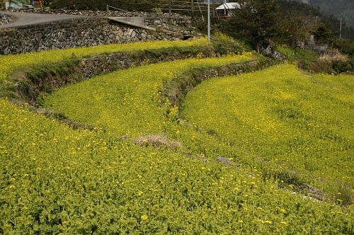 数時間ごとに伸びてゆく菜の花の生命力を感じられた今年の菜の花ウォーク。