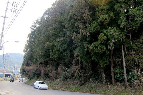 道路に覆いかぶさり、鬱陶しい状態で、運転の支障にもなっていました。（2011年３月13日08:44）