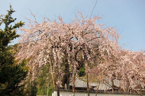 西の枝垂れ。数日早く開花、満開を迎えます。（2011年３月30日13:47撮影）