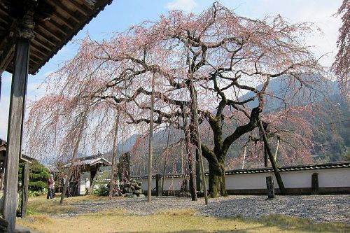 東の枝垂れ。すこし遅れるので、逆にコントラストが楽しめます。（2011年３月30日13:43撮影）