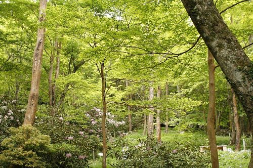 ご主人の山田さんの軽快な案内で新緑が美しい園内の散策を楽しみます。