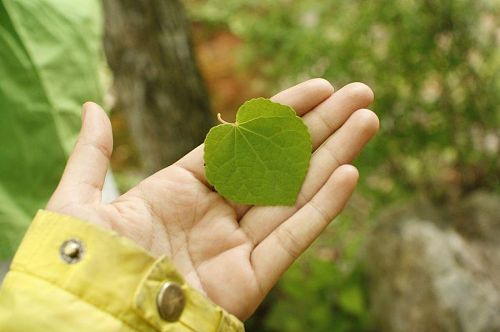 ハートの形のカツラの葉。ご主人の愛がたっぷりつまっています。