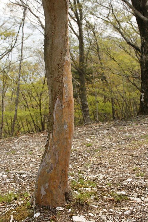鹿舞タキ山というだけあって、至る所に鹿の痕跡。角を磨いだ跡？皮を食べた跡？