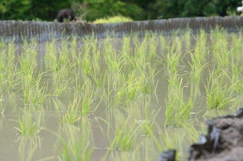 綺麗に植えれてます。