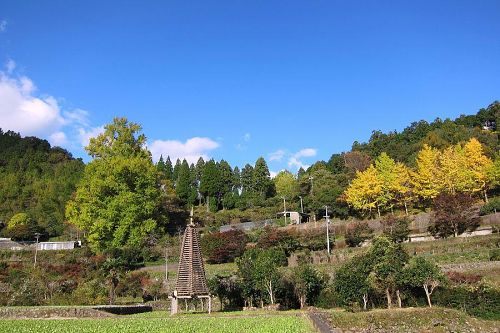 右側にある数本の小さな銀杏が十日ほど先に色づきます。(2011.11.21_08:59)