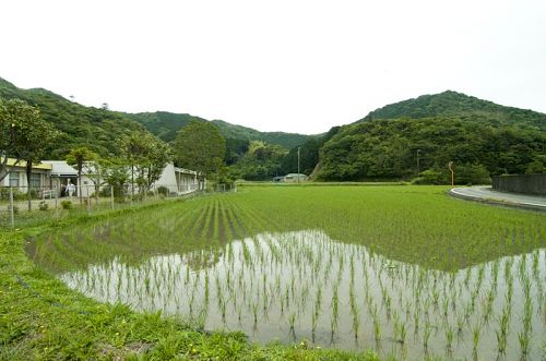 仕事場から稲の育つ課程を見ることができます。収穫が楽しみですね♪