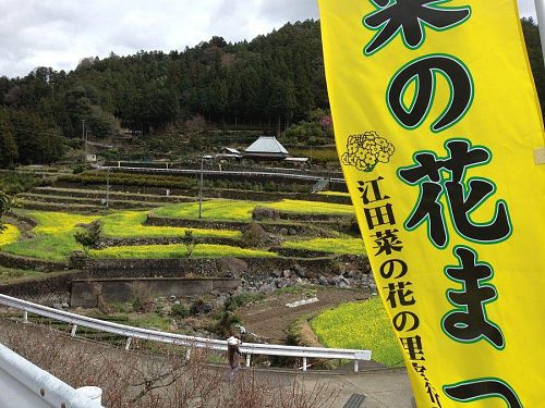 毎年3月末に行われる江田の菜の花ウォーク