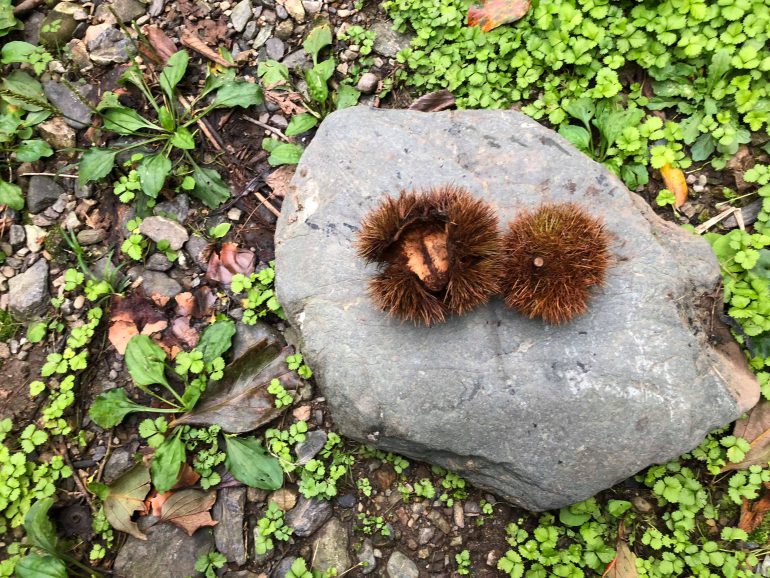 草木染めで自然の色を楽しもう 第6回 栗のいが編 手でつくる教室18 イン神山 神山町のいまを伝える