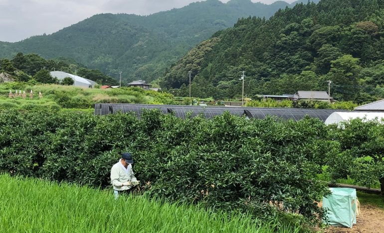 神山で働く｜「すだち」の収穫をしませんか？