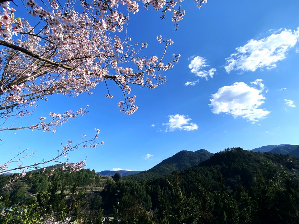 神領の桜1