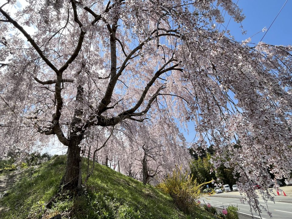 「日本一の枝垂れ桜の町」を、次の世代につないでゆくには？
