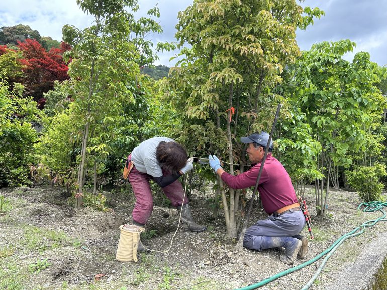 緑化木や果樹苗の生産など、農場のメンバーを募集します／株式会社白桃農園