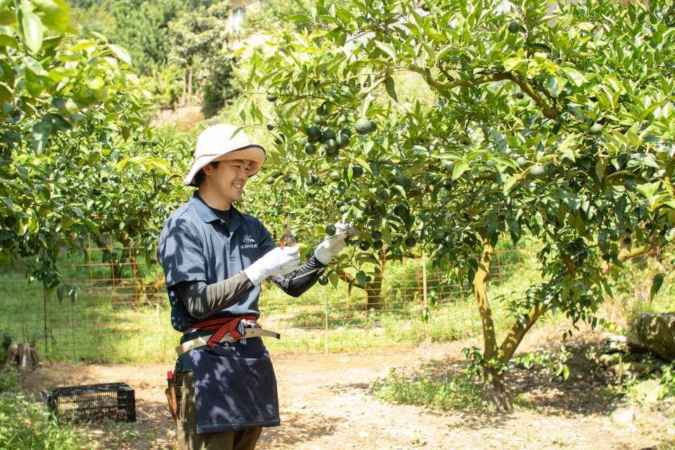 神山の農家さんが守ってきた「スダチのある暮らし」を維持していけるように／矢部柑橘園・矢部貴大さん