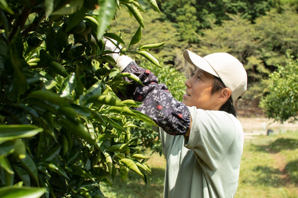 このまちで紡がれてきたものを大事にしながら、食べる人のことを想像した農業を／kinosu fruit farm・松村静香さん