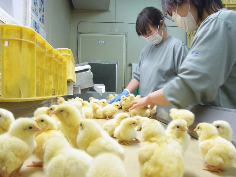 地域の食を支えるお仕事　　　　　　　　　　石井養鶏農業協同組合 採用情報