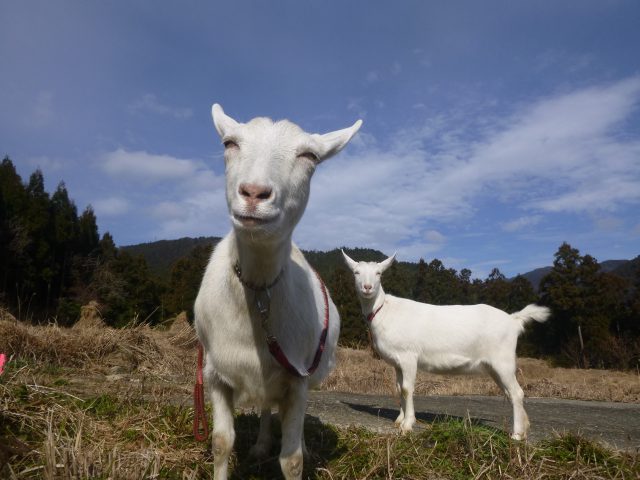 ヤギと暮らしてみませんか イン神山 神山町のいまを伝える ヤギと暮らしてみませんか イン神山 神山町のいまを伝える